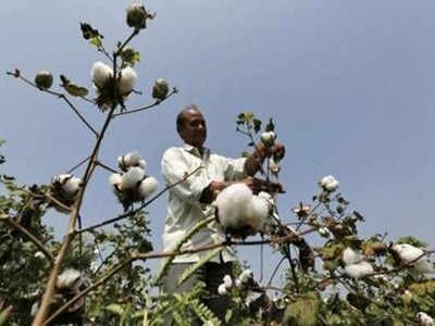 NGOs lead way for prevention of bollworm attack on cotton