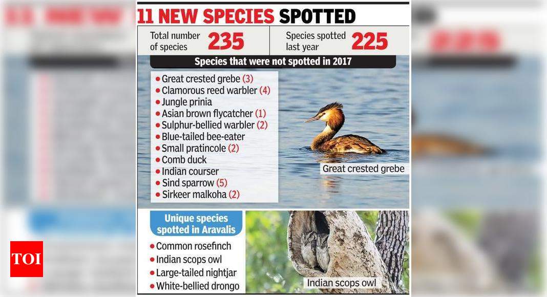 Bird Race records slight rise in avian species in NCR | Gurgaon News ...