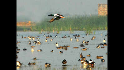 Forest dept to develop first avian zone in Haldwani