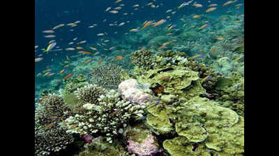 Coral community shifts might lead to higher resistance to climate change