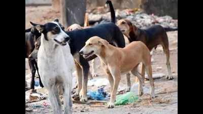 Stray dogs’ scare grips Baner, Pashan residents