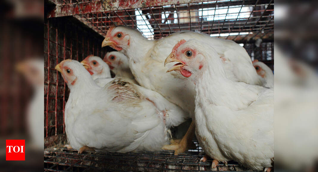 Kerala State Poultry Development Corporation Chicken project to be