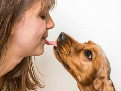 Your Dog'S Lick Can Make You Sick! Here'S Why | The Times Of India