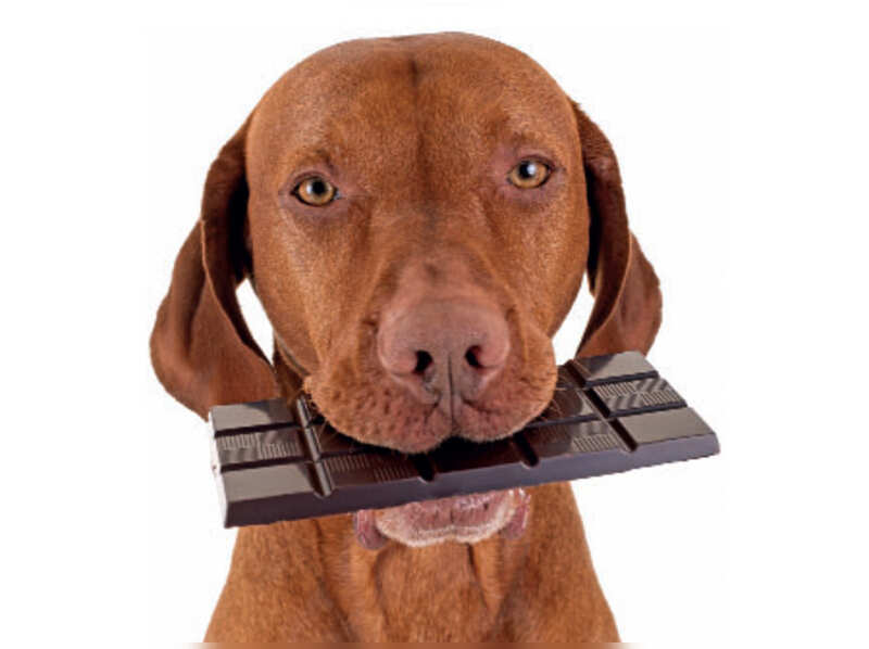 Chocolate is poison for your dogs Times of India
