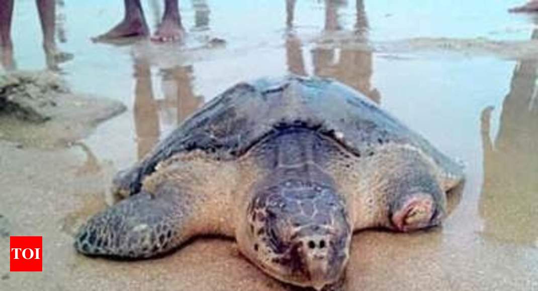 Bengal: Turtles nearly extinct in the wild found in north Bengal temple ...