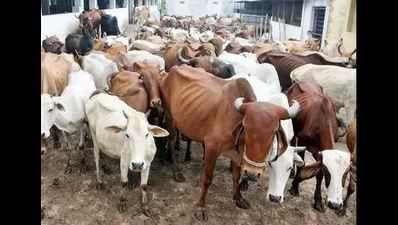 Maharashtra to see if it can allow culling of infected cows