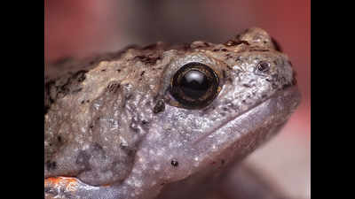 Delhi pollution takes its toll, frog species missing eyes