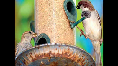 4-month sparrow census to begin on March 25, to create atlas for Chennai