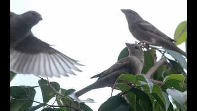 Mahatma’s land turns saviour for sparrows