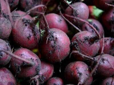 Beet compound may help treat Alzheimer's: Study