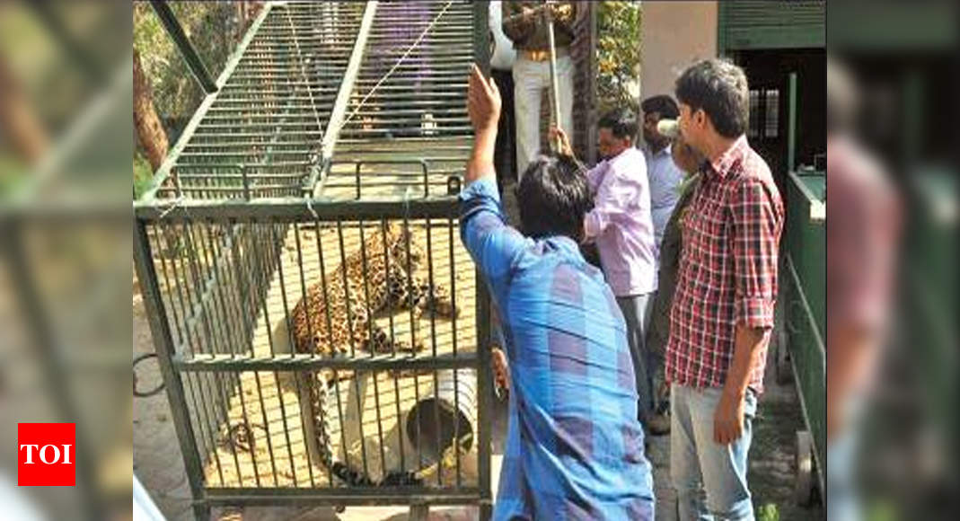 Kisan Path: Stray leopard rescued from culvert after day-long exercise ...