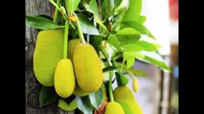 Jackfruit declared as Kerala's official fruit