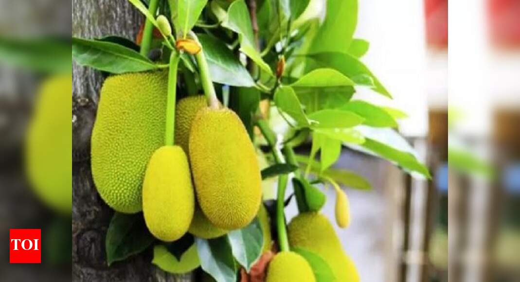 Kerala Jackfruit declared as Kerala's official fruit