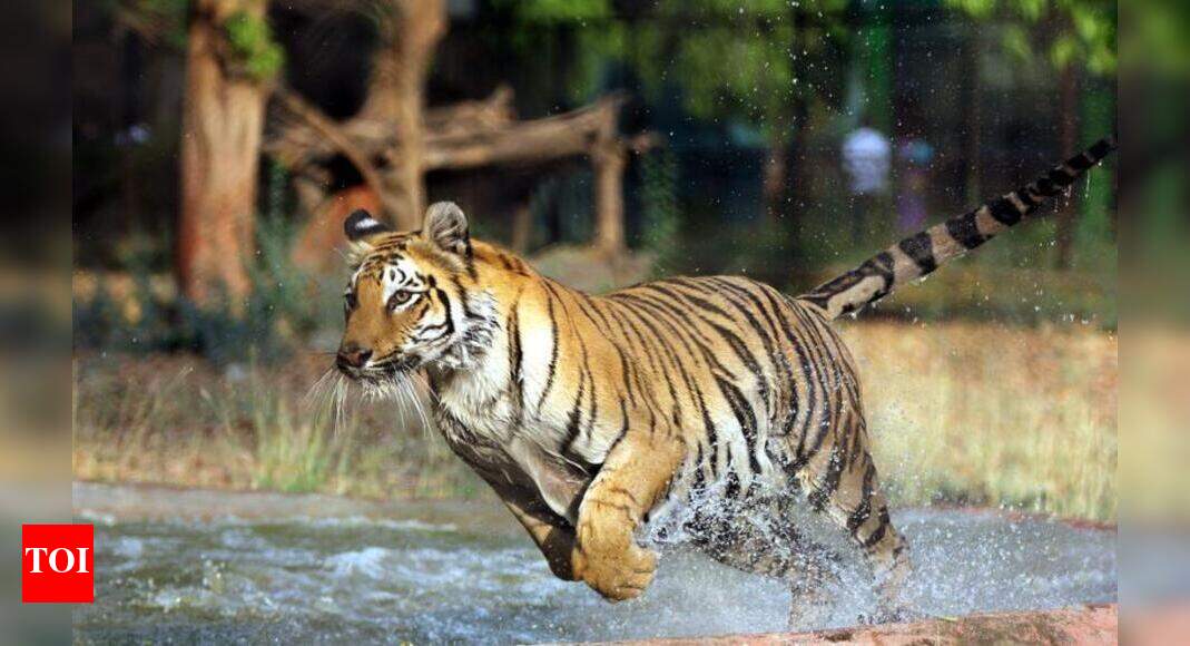 Junagadh Zoo may acquire lion from Junagadh, tiger from Kanpur