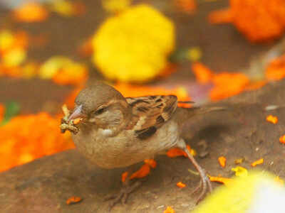 Installing Feeders Bird Houses Amp Water Bowls Pays Off As