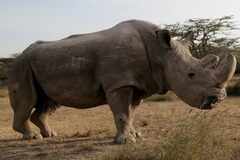 The world's last male northern white rhino, Sudan dies and the Internet cannot handle it!