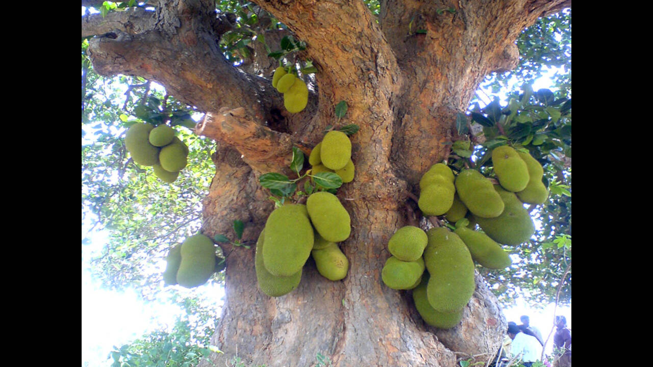 jackfruit-trees-in-kerala