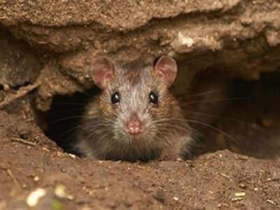 Ex-mantri smells rat in Maharashtra rodent plan