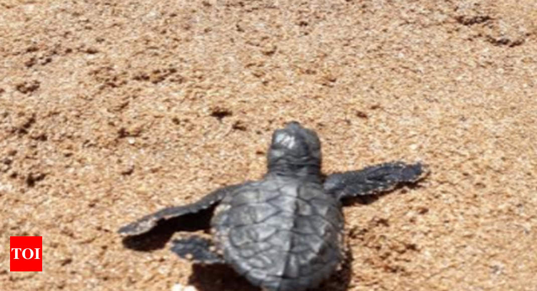 Mumbai 80 Olive Ridley Turtles Hatch At Versova Beach Activists Happy Mumbai News Times Of 