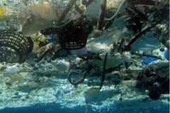 The 'floating' island of trash dubbed the Great Pacific Garbage Patch now stretches 600,000 square miles!