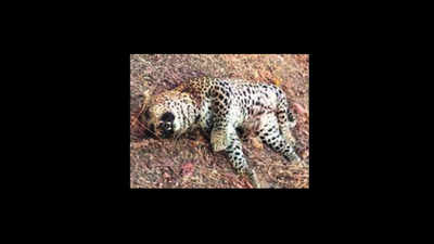 Another leopard found dead, 3rd death in Chandrapur in three days