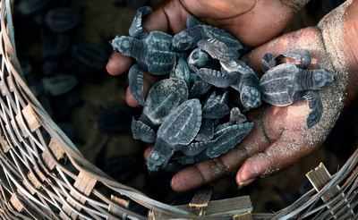 80 Olive Ridley turtles hatch at Versova beach, activists happy