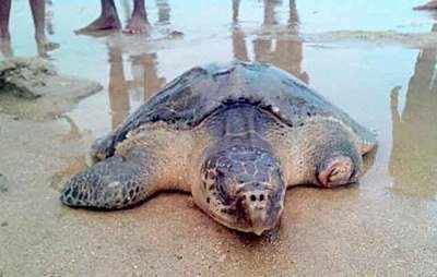 olive ridley turtles - Times of India