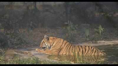 HC stays controversial order to capture B’puri tigress, cubs