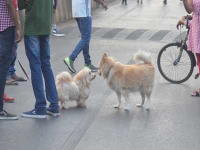 Pet peeve: Clean up after your dog or pay Rs 500+ fine