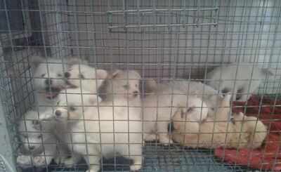 Maharashtra: Maharashtra govt plans stricter law, illegal pet shops