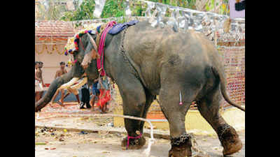 Kanyakumari: Elephant tramples mahout to death ahead of temple festival