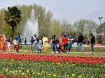 Tulip Garden