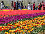 Tulip Garden