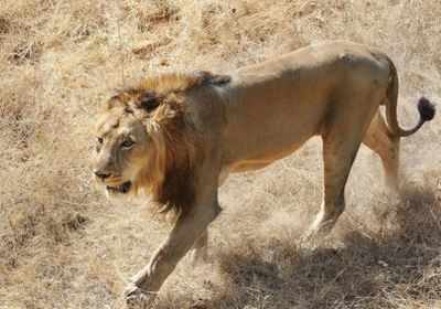 HC issues notices to Gujarat, Centre on death of 184 lions in 2 years
