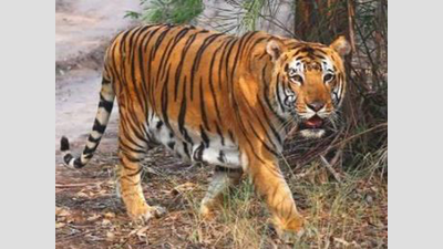 Relocation of tiger to Mukundra likely this wk