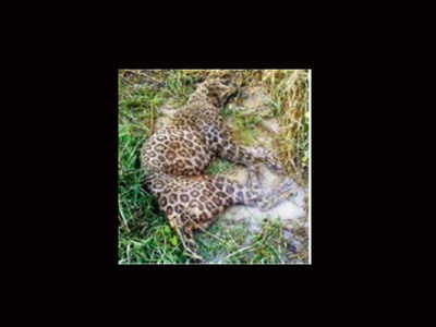 Leopard found dead, foresters begin probe