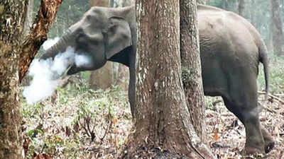 Watch: Smoking elephant clip spreads like wildfire