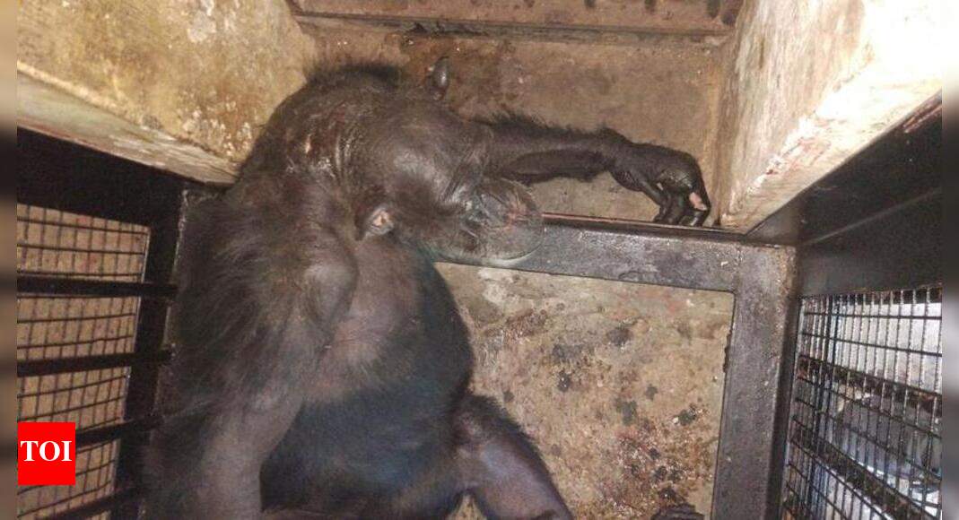 Female chimp recovering after being attacked | Mysuru News - Times of India