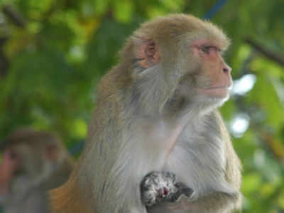 Monkey steals 16-day-old baby, rescue operation launched