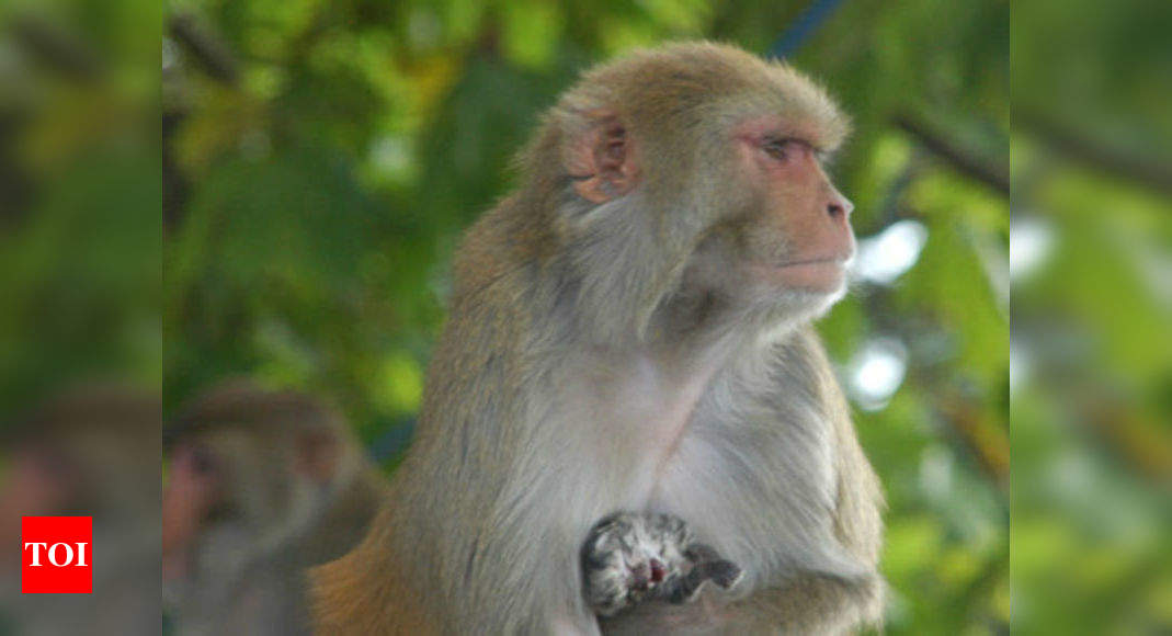 Monkey steals 16-day-old baby, rescue operation launched | India News