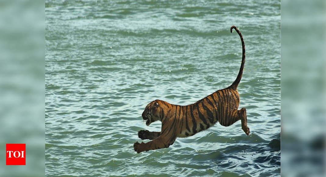 Six tigers from Madhya Pradesh to find new home in Odisha in April | Bhopal  News - Times of India