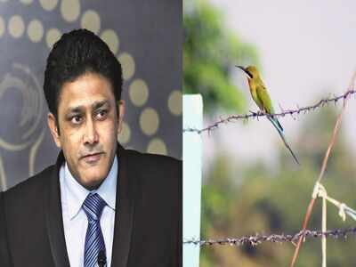 Anil Kumble-backed fencing project boosts bee-eaters’ breeding habits