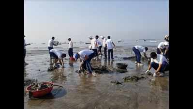 Versova Beach: After Ridley turtles arrive, shipping ministry plans for an integrated blue print