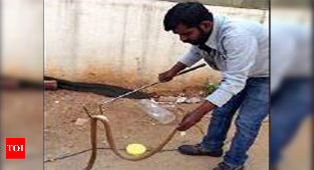 Untrained Snake Catcher: Bengaluru: Untrained catcher bitten by 3.5-foot  cobra twice, dies
