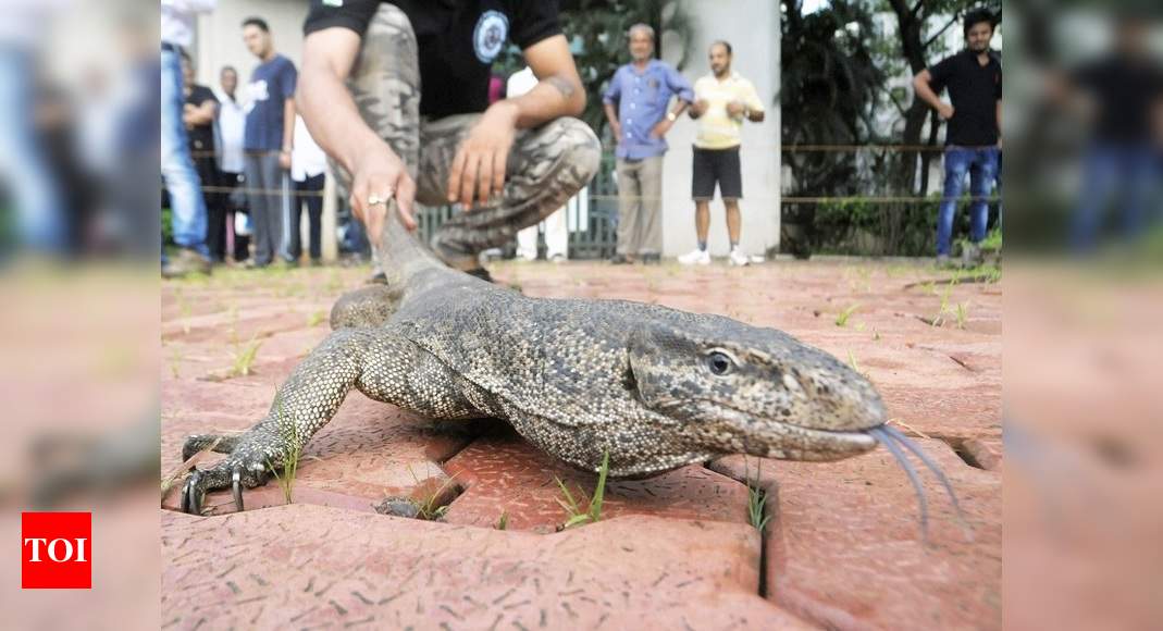 Extinct Monitor Lizard Had Four Eyes Study Times Of India