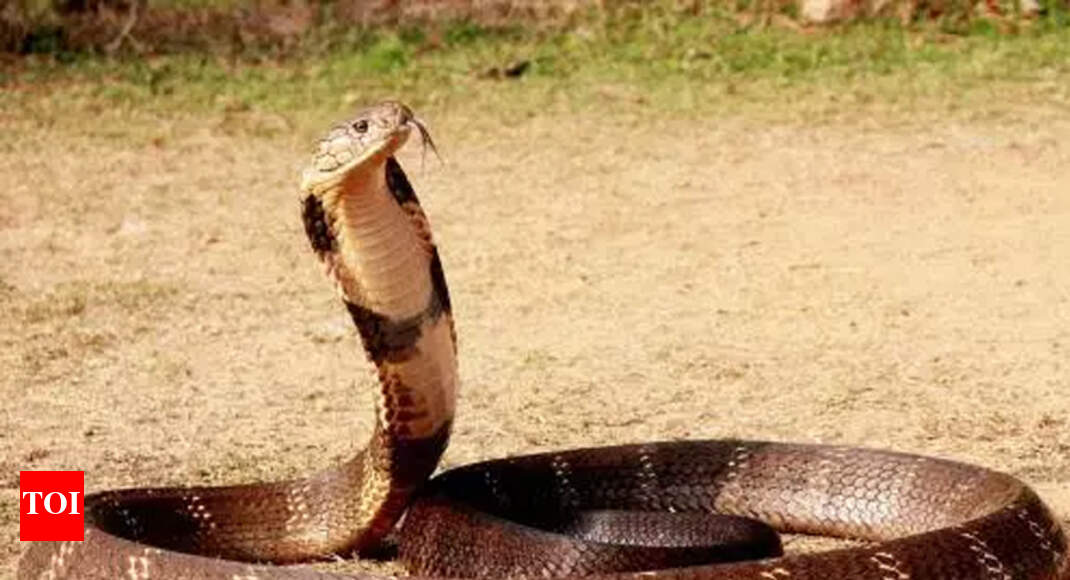 King cobra rescued by snake catcher: King cobra rescued by snake