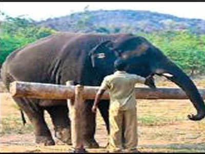 Two city zoo tuskers in musth head to camps