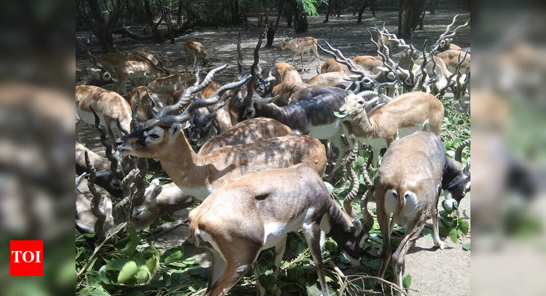 From being hunting trophies to protected species, the lure of blackbucks | India News - Times of India From being hunting trophies to protected species, the lure of blackbucks | India News - Times of India