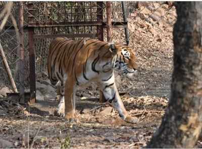 Grown up tigers can't be released from Park: Arunachal forest officials