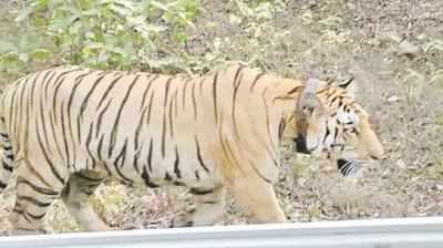 Kolsa’s collared tigress finds a mate & home in Karhandla